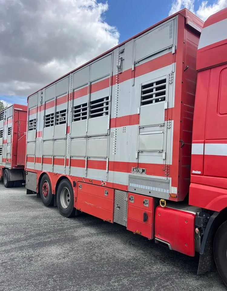 DAF XF 530 + Przyczepa Pezzaoli - 3X Trzoda, 2 X Bydło I 3 poziomy I Podnoszony dach I Hydroburta I Osie Skrętne I Poidła I Wentylatory I Pilot Manualny | - Camion transport animale: Foto 3 DAF XF 530 + Przyczepa Pezzaoli - 3X Trzoda, 2 X Bydło I 3 poziomy I Podnoszony dach I Hydroburta I Osie Skrętne I Poidła I Wentylatory I Pilot Manualny | - Camion transport animale: Foto 3