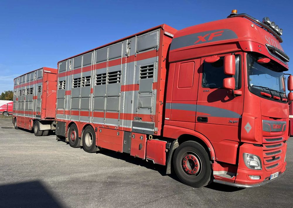 DAF XF 530 + Przyczepa Pezzaoli - 3X Trzoda, 2 X Bydło I 3 poziomy I Podnoszony dach I Hydroburta I Osie Skrętne I Poidła I Wentylatory I Pilot Manualny | - Camion transport animale: Foto 2 DAF XF 530 + Przyczepa Pezzaoli - 3X Trzoda, 2 X Bydło I 3 poziomy I Podnoszony dach I Hydroburta I Osie Skrętne I Poidła I Wentylatory I Pilot Manualny | - Camion transport animale: Foto 2