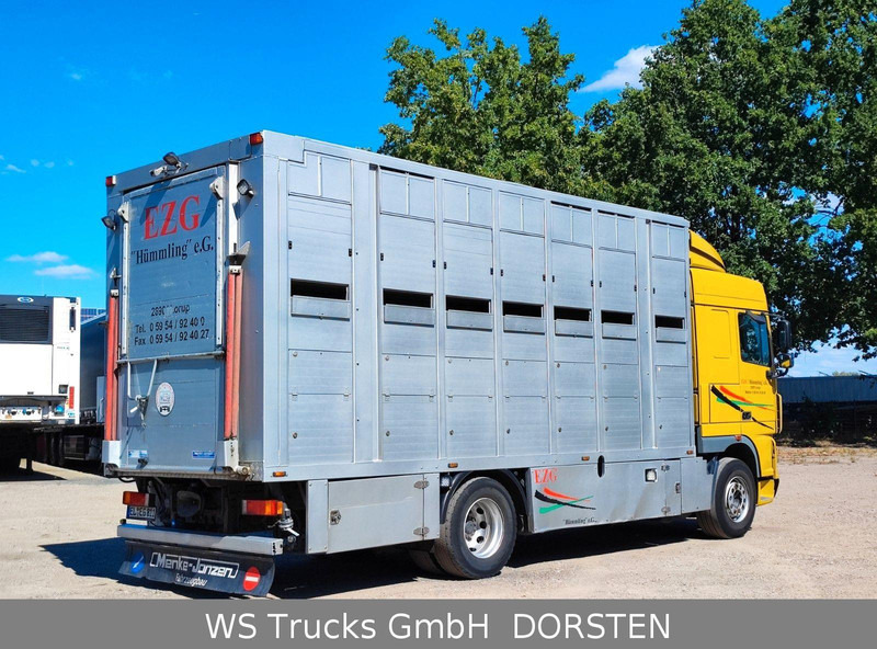 DAF XF410 Menke Doppelstock - Camion transport animale: Foto 5 DAF XF410 Menke Doppelstock - Camion transport animale: Foto 5
